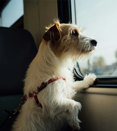 Traveling with Pets: Tips for a Safe Journey