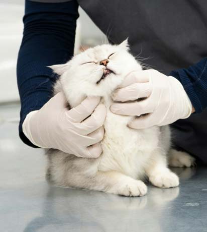 Pet First Aid: What to Do in Common Emergencies