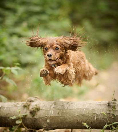 Common Pet Health Myths Debunked