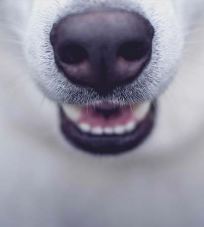 Transform Your Pet's Health: The Hidden Benefits of Dental Care