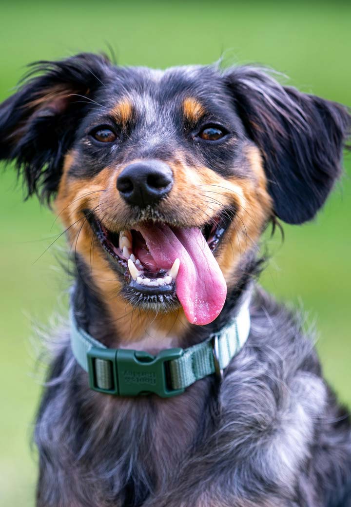 Transform Your Pet's Health: The Hidden Benefits of Dental Care