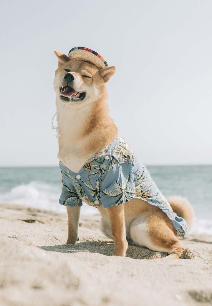 Keep Your Pet Cool & Comfy This Summer