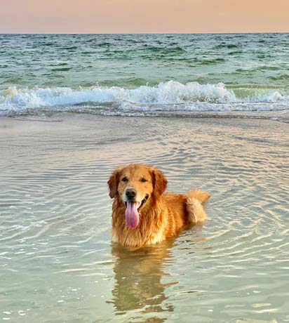 Keep Your Pet Cool & Comfy This Summer