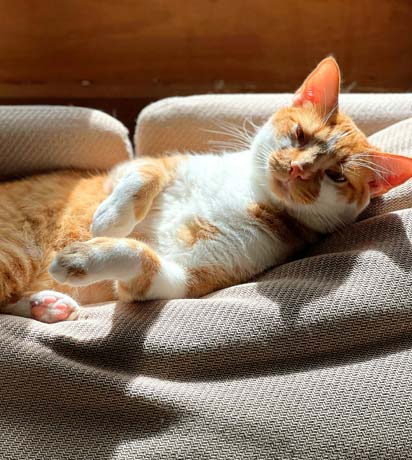 The Power of Low-Stress, Fear-Free Pet Handling and Exams