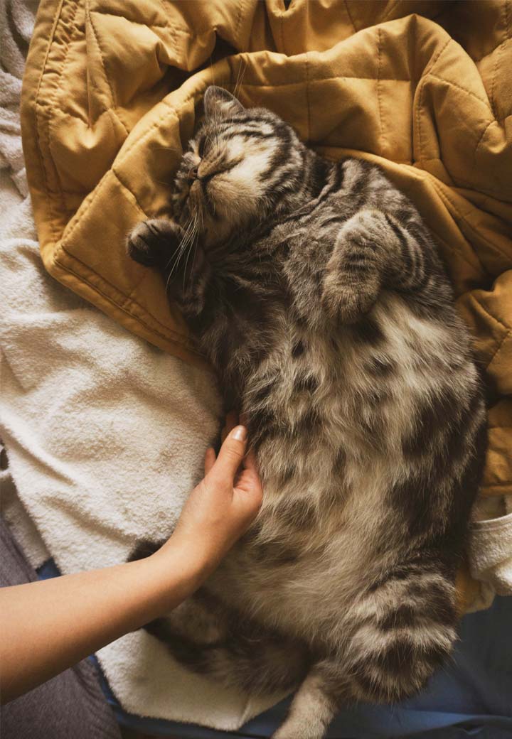 The Power of Low-Stress, Fear-Free Pet Handling and Exams