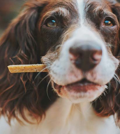 Are You Overfeeding Your Pet?
