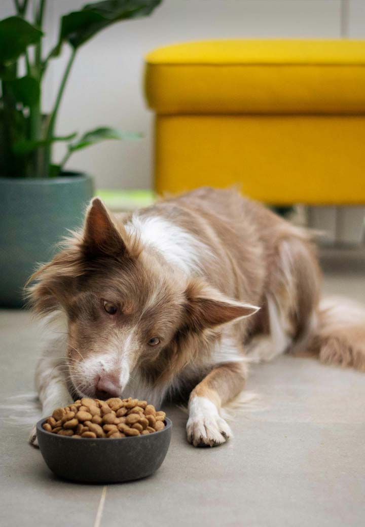 Are You Overfeeding Your Pet?
